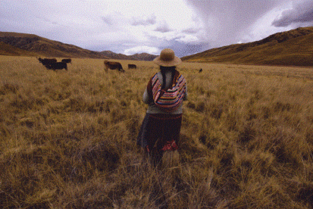 Incan Foods: Living Artifacts in the Land of the Incas Image